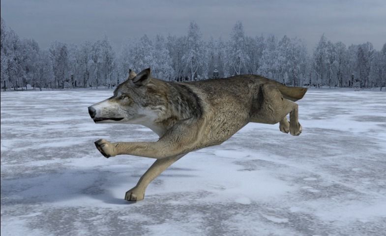 Gray Wolf Low-poly 3D model_5