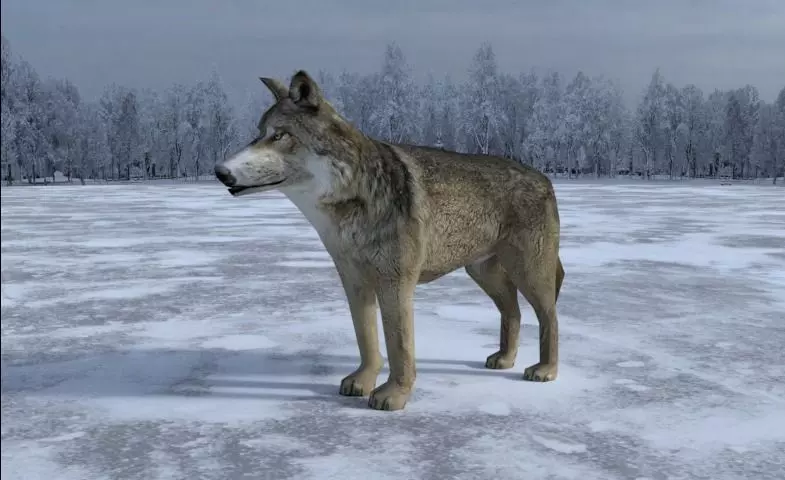 Gray Wolf Low-poly 3D model_0