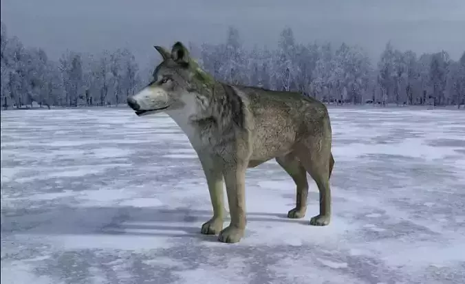 Gray Wolf Low-poly 3D model