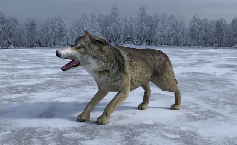 Gray Wolf Low-poly 3D model_9