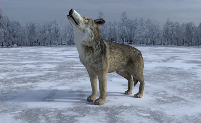 Gray Wolf Low-poly 3D model_3