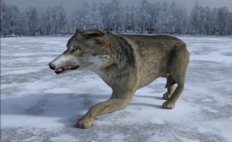 Gray Wolf Low-poly 3D model_8