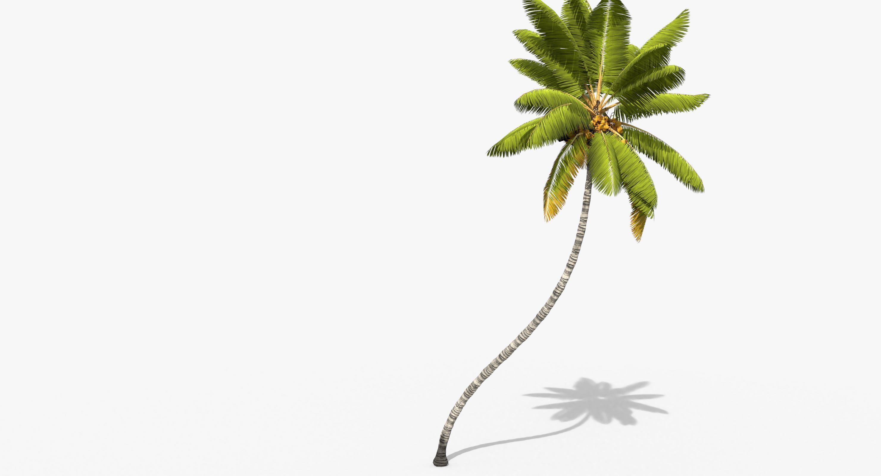 Coconut Palm Tree 11214 Low-poly 3D model_1