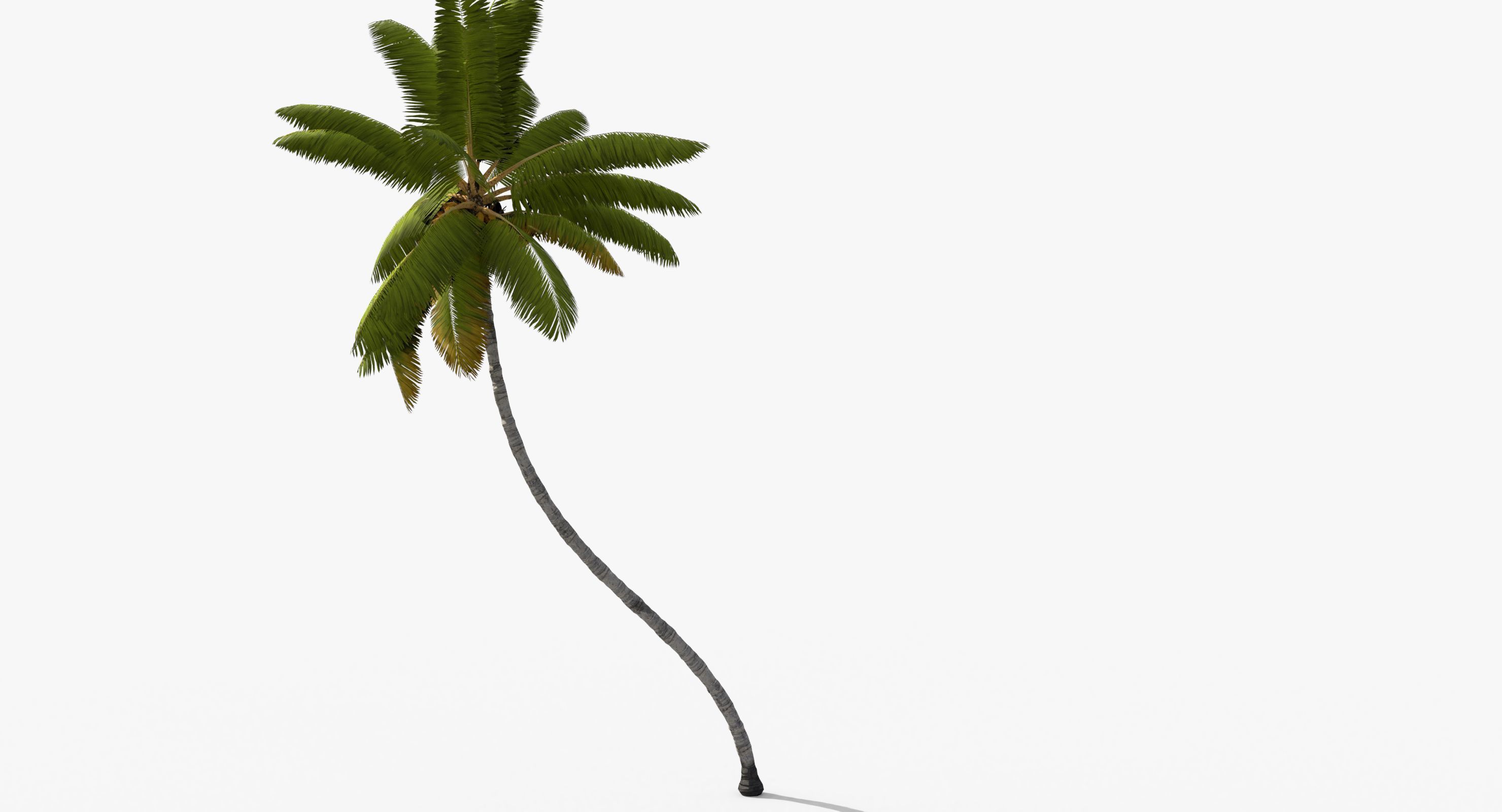 Coconut Palm Tree 11214 Low-poly 3D model_3