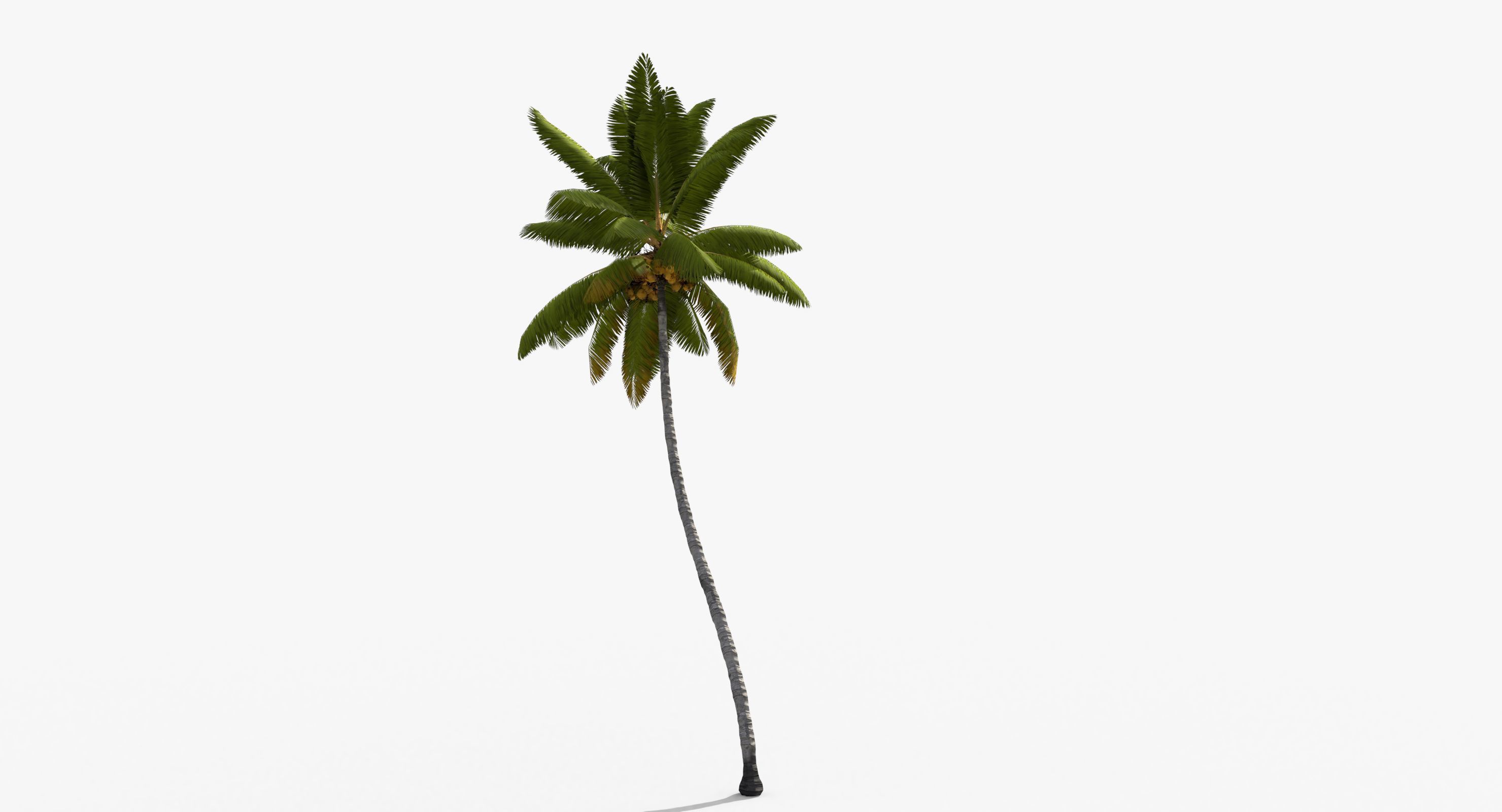Coconut Palm Tree 11214 Low-poly 3D model_5