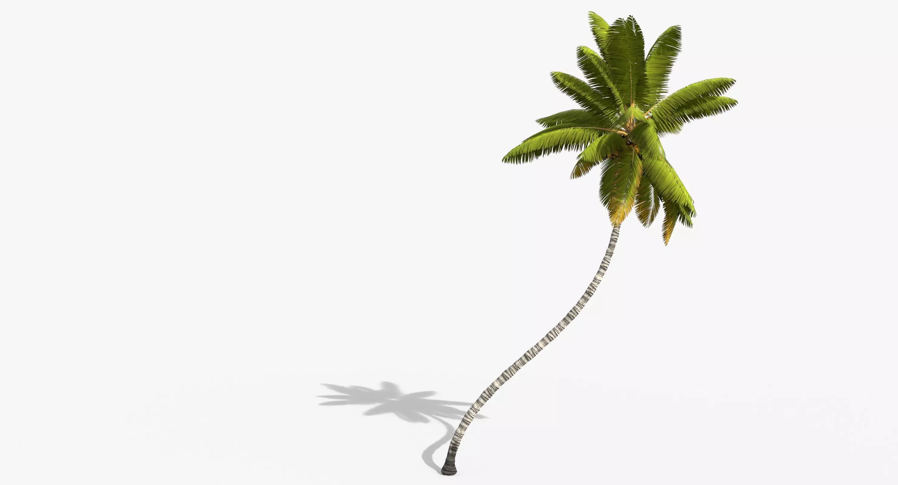 Coconut Palm Tree 11214 Low-poly 3D model_0