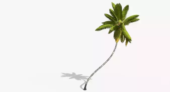 Coconut Palm Tree 11214 Low-poly 3D model