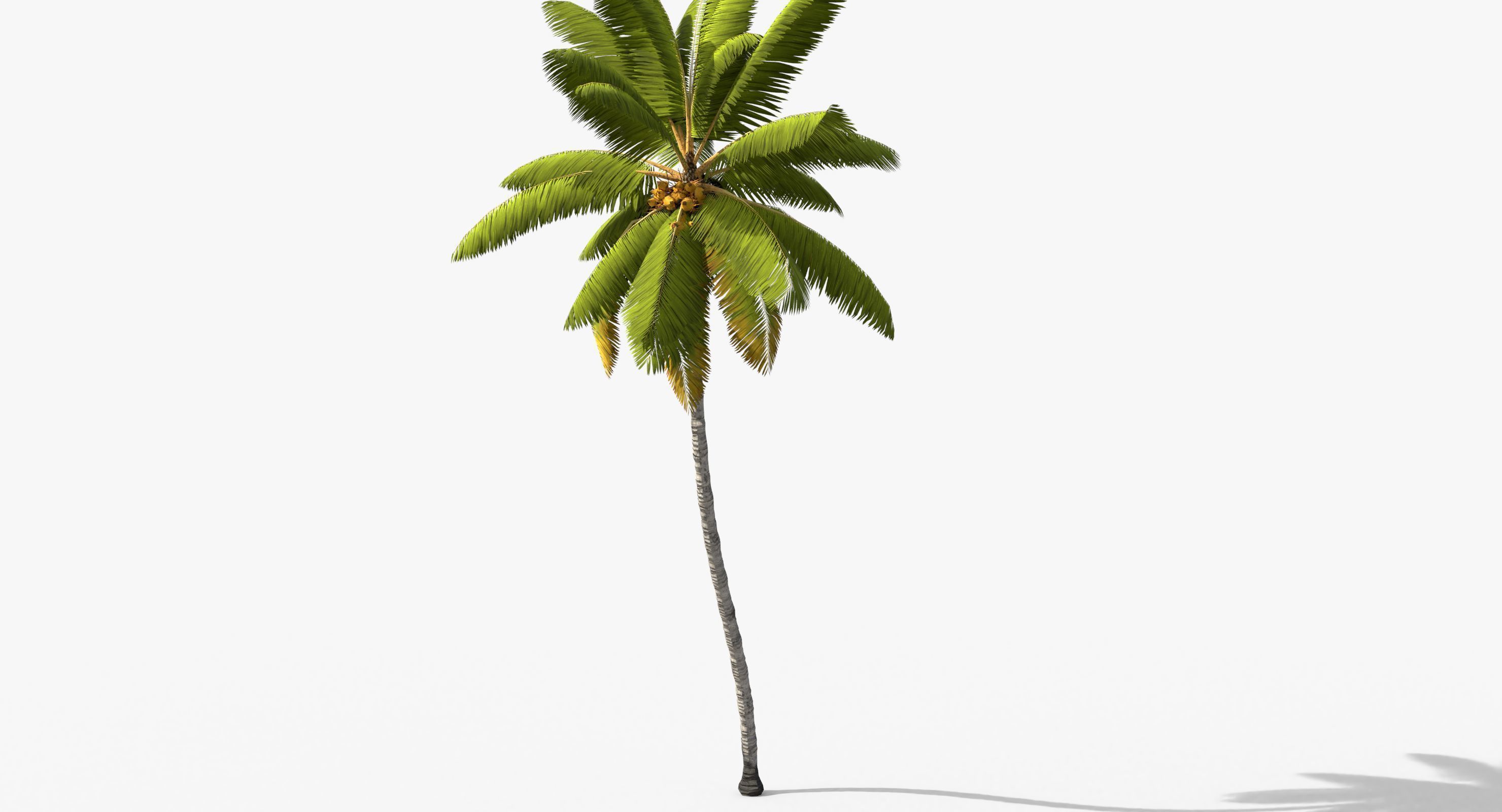 Coconut Palm Tree 11214 Low-poly 3D model_2
