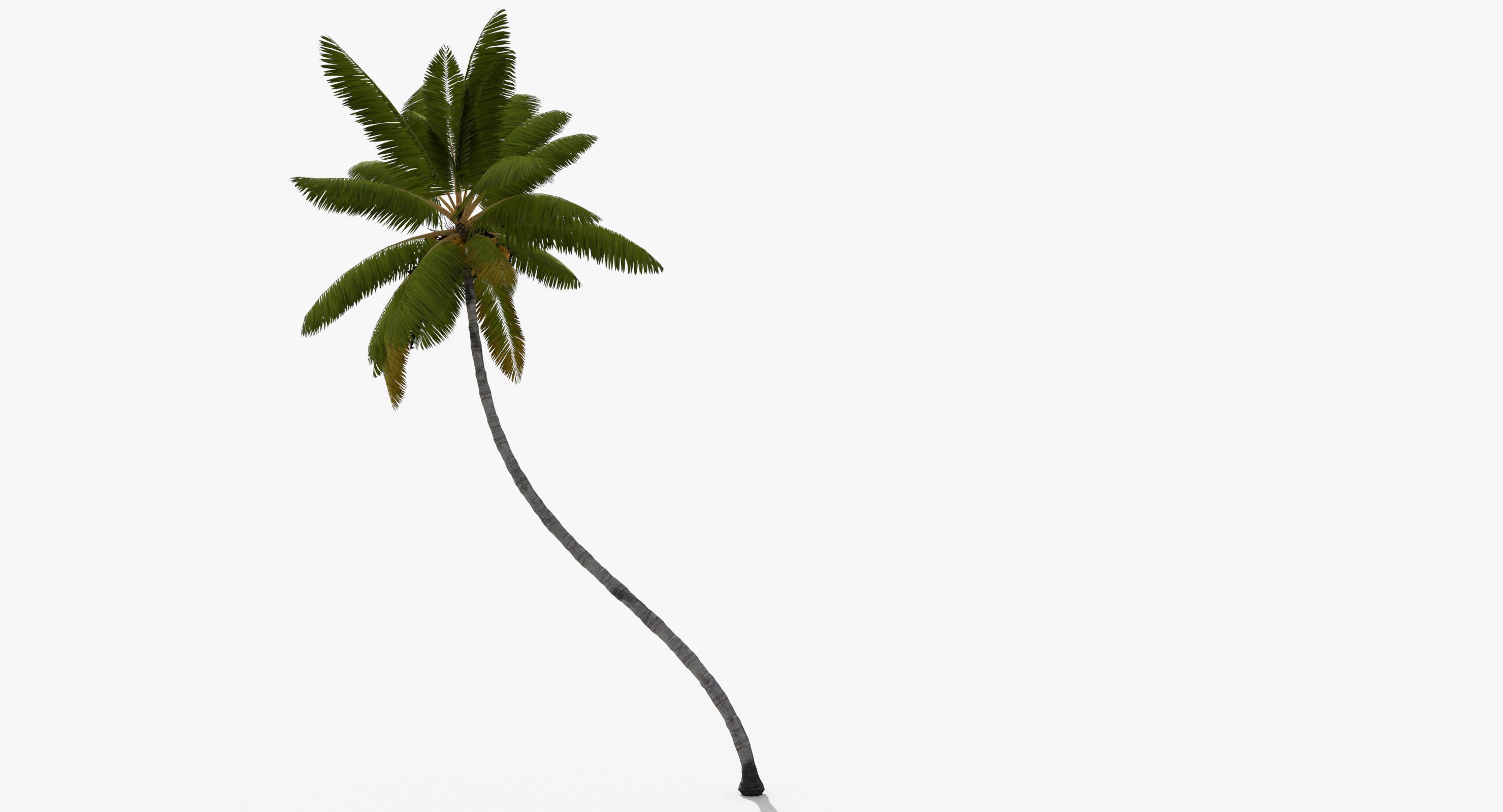 Coconut Palm Tree 11214 Low-poly 3D model_4