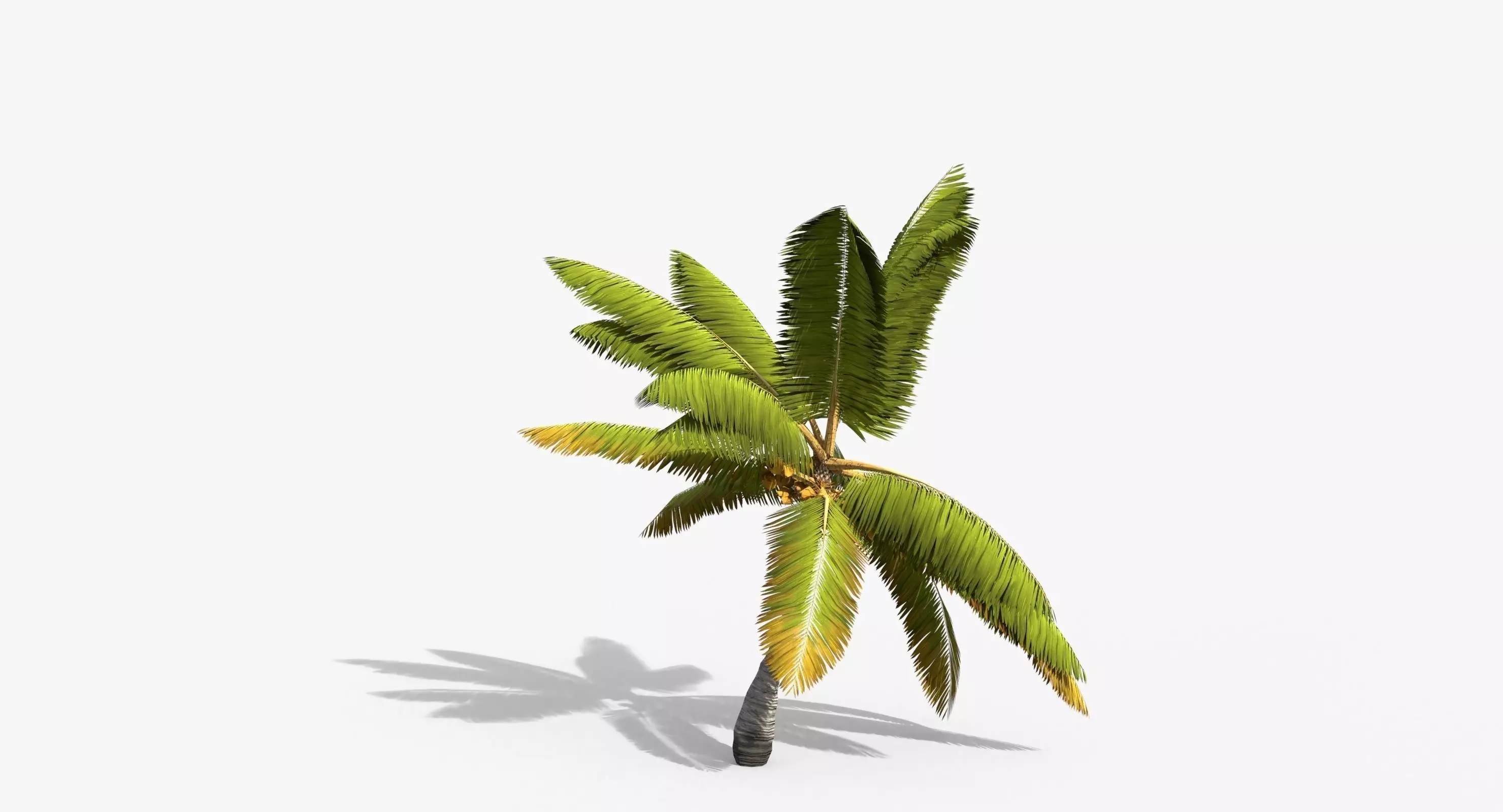 Coconut Palm Tree 14857 Low-poly 3D model_0