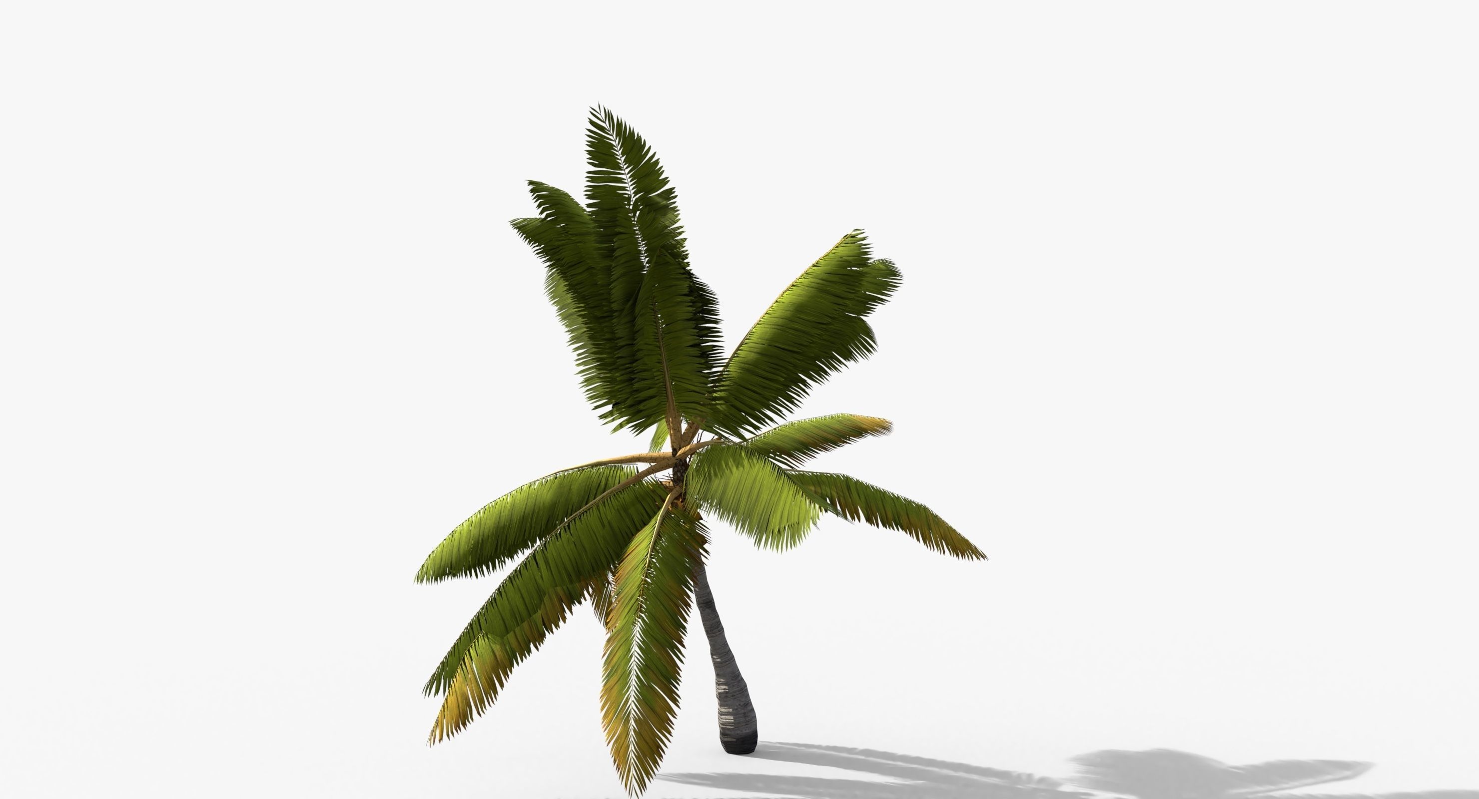 Coconut Palm Tree 14857 Low-poly 3D model_3