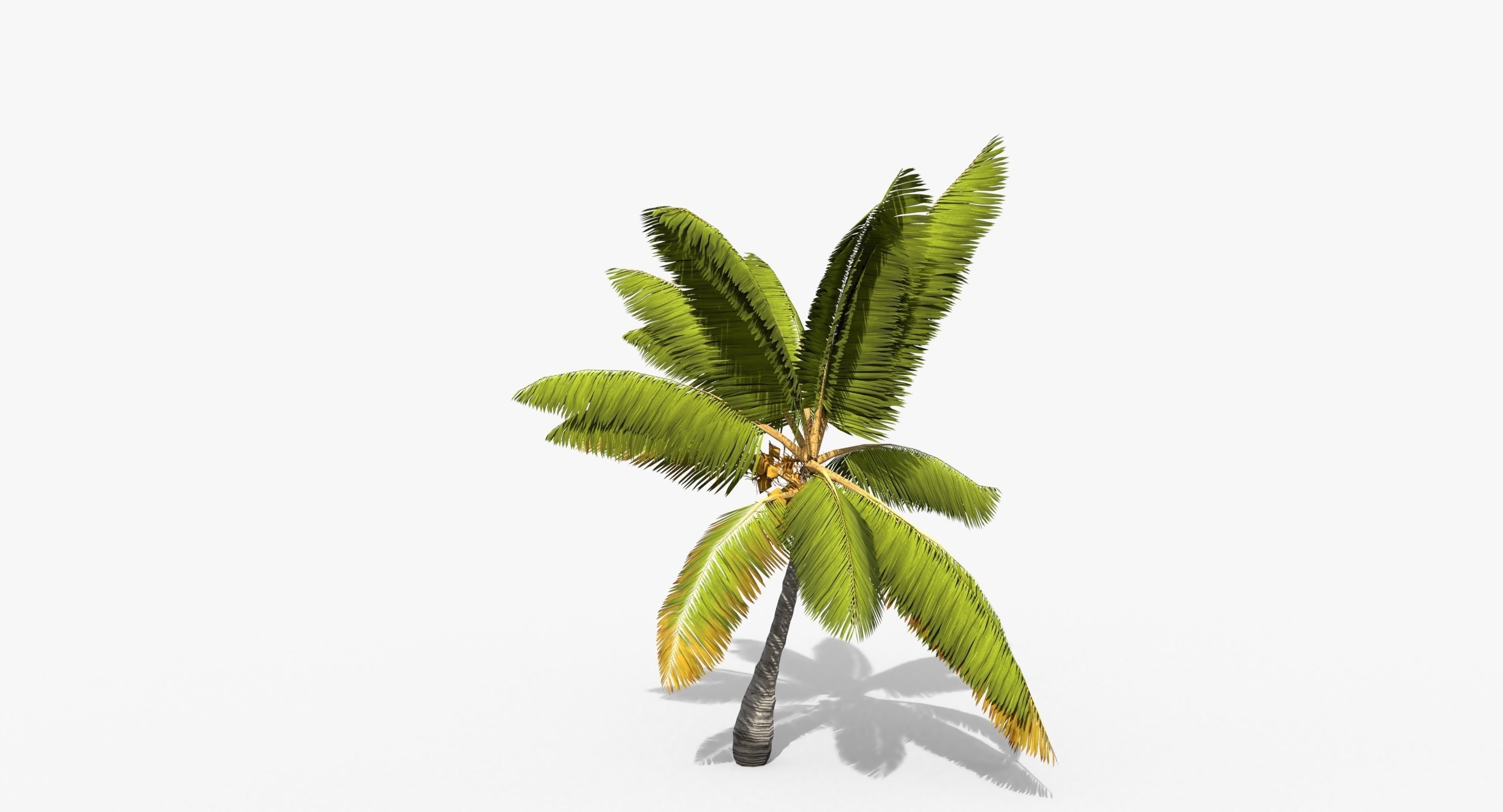 Coconut Palm Tree 14857 Low-poly 3D model_1