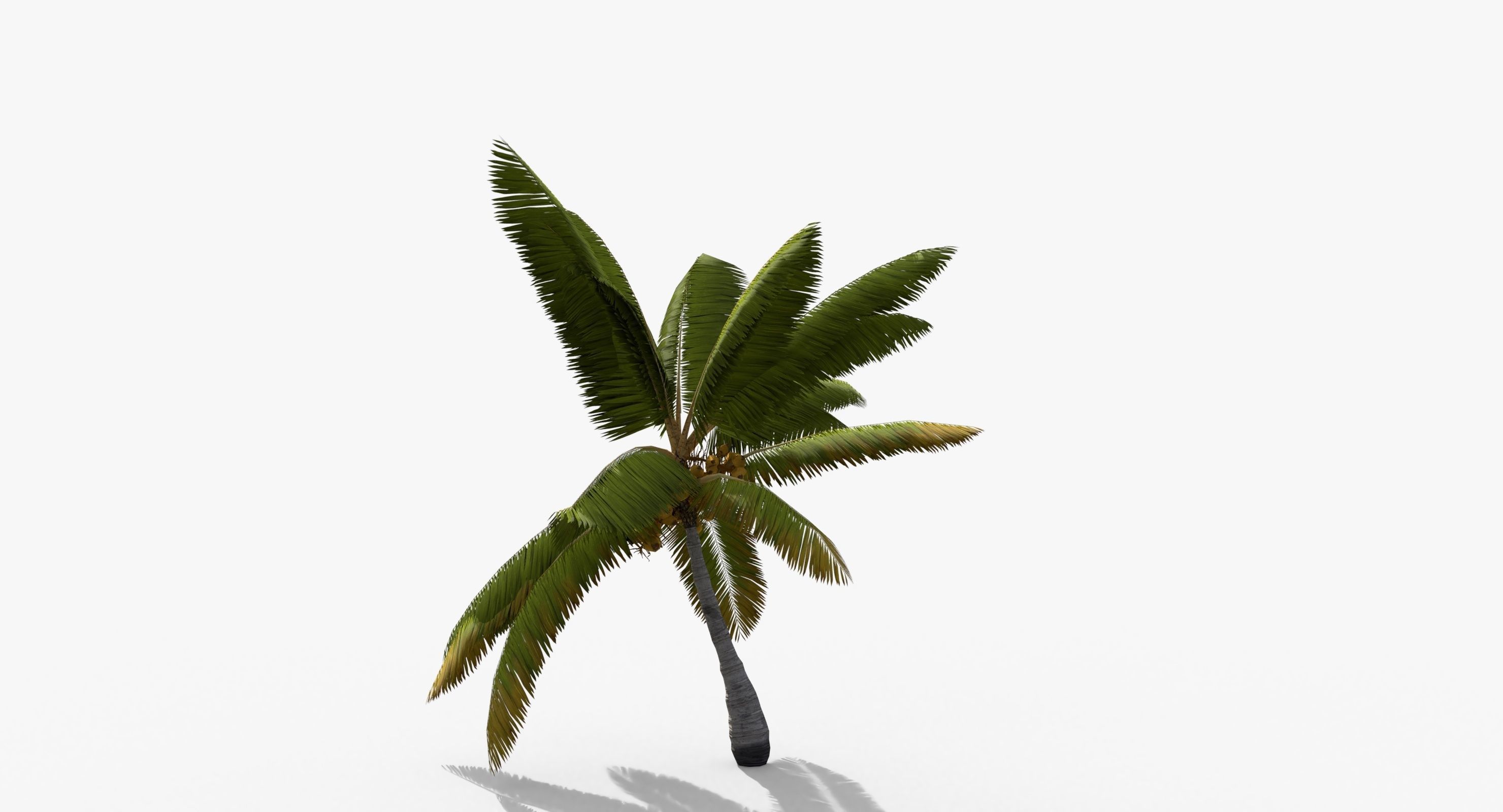 Coconut Palm Tree 14857 Low-poly 3D model_4