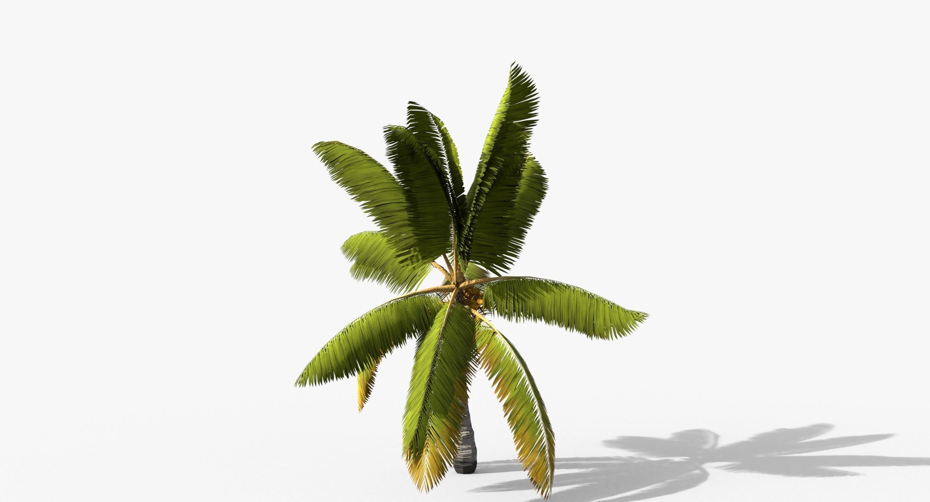 Coconut Palm Tree 14857 Low-poly 3D model_2