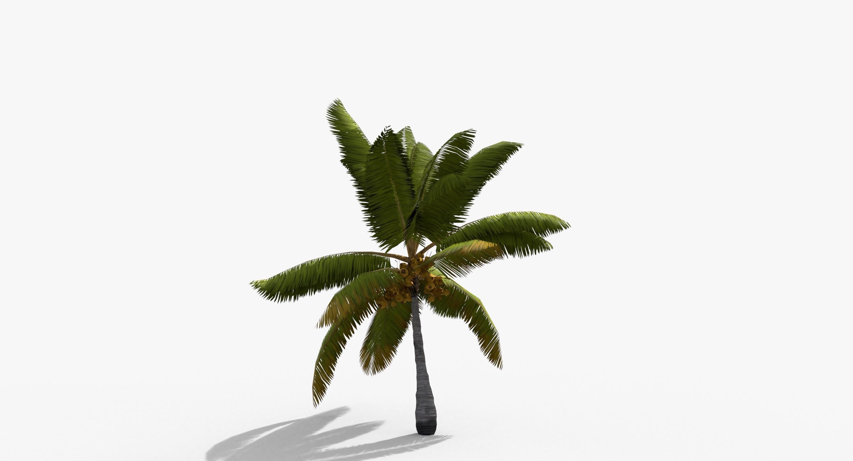 Coconut Palm Tree 14857 Low-poly 3D model_5