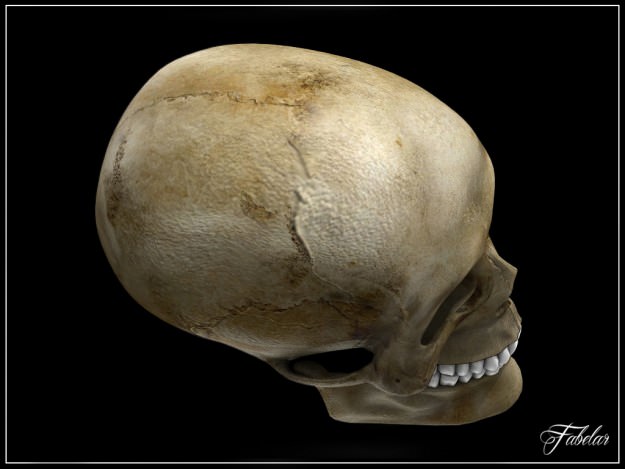 Human skull Vray 3D model_4