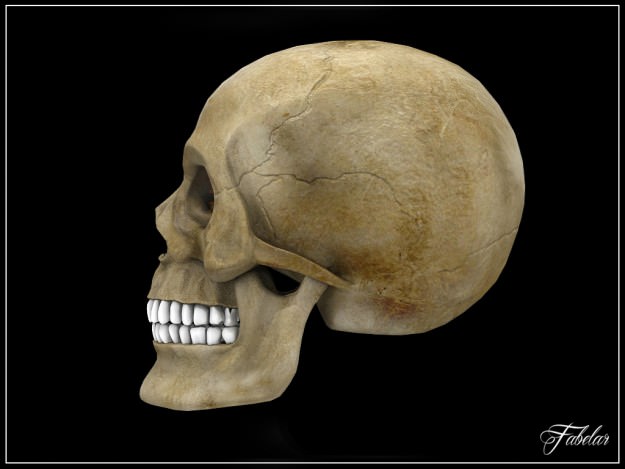 Human skull Vray 3D model_2