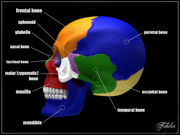 Human skull Vray 3D model_8