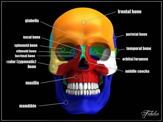 Human skull Vray 3D model_7
