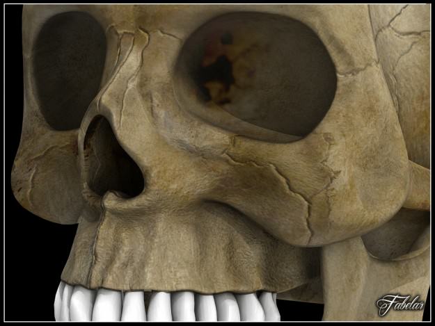 Human skull Vray 3D model_5