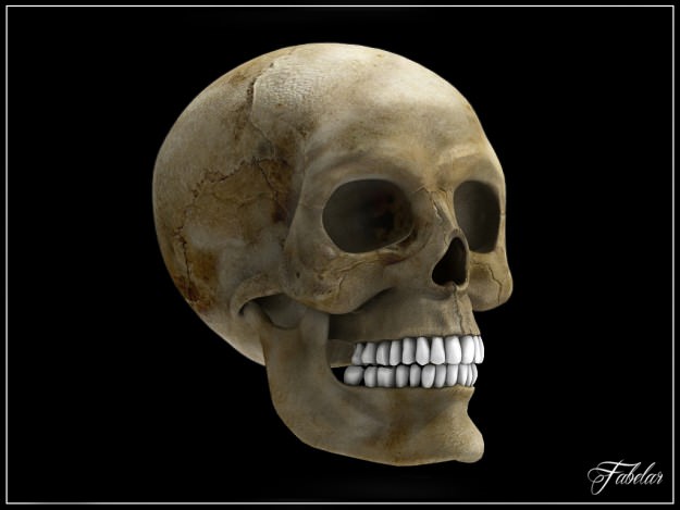 Human skull Vray 3D model_3