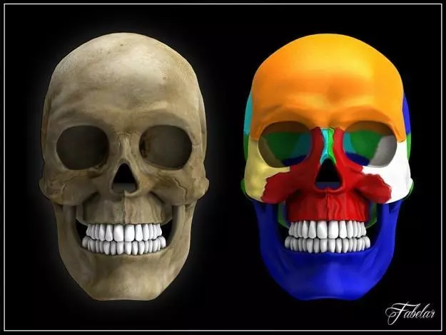 Human skull Vray 3D model_0