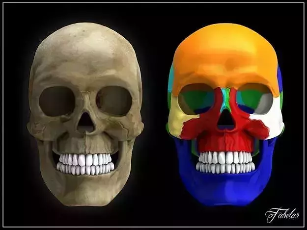 Human skull Vray 3D model