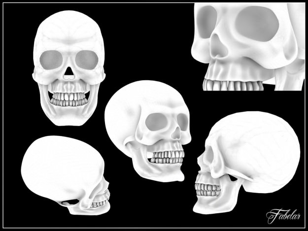 Human skull Vray 3D model_6
