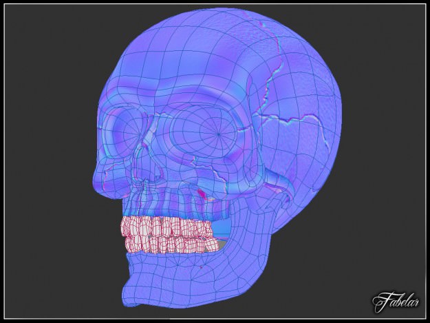 Human skull Vray 3D model_9