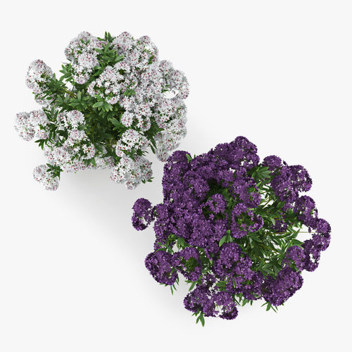 Rhododendron two flowers 3D model