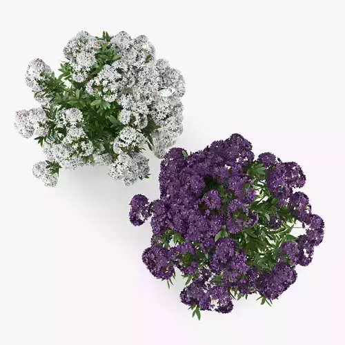 Rhododendron two flowers 3D model
