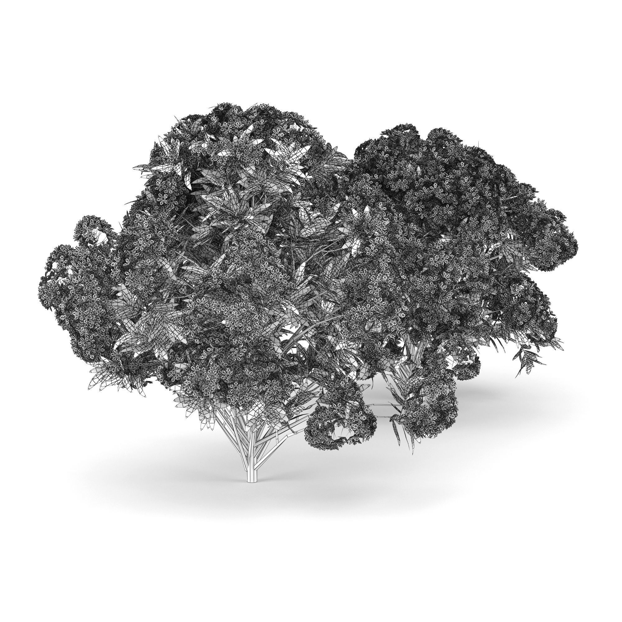 Rhododendron two flowers 3D model_5