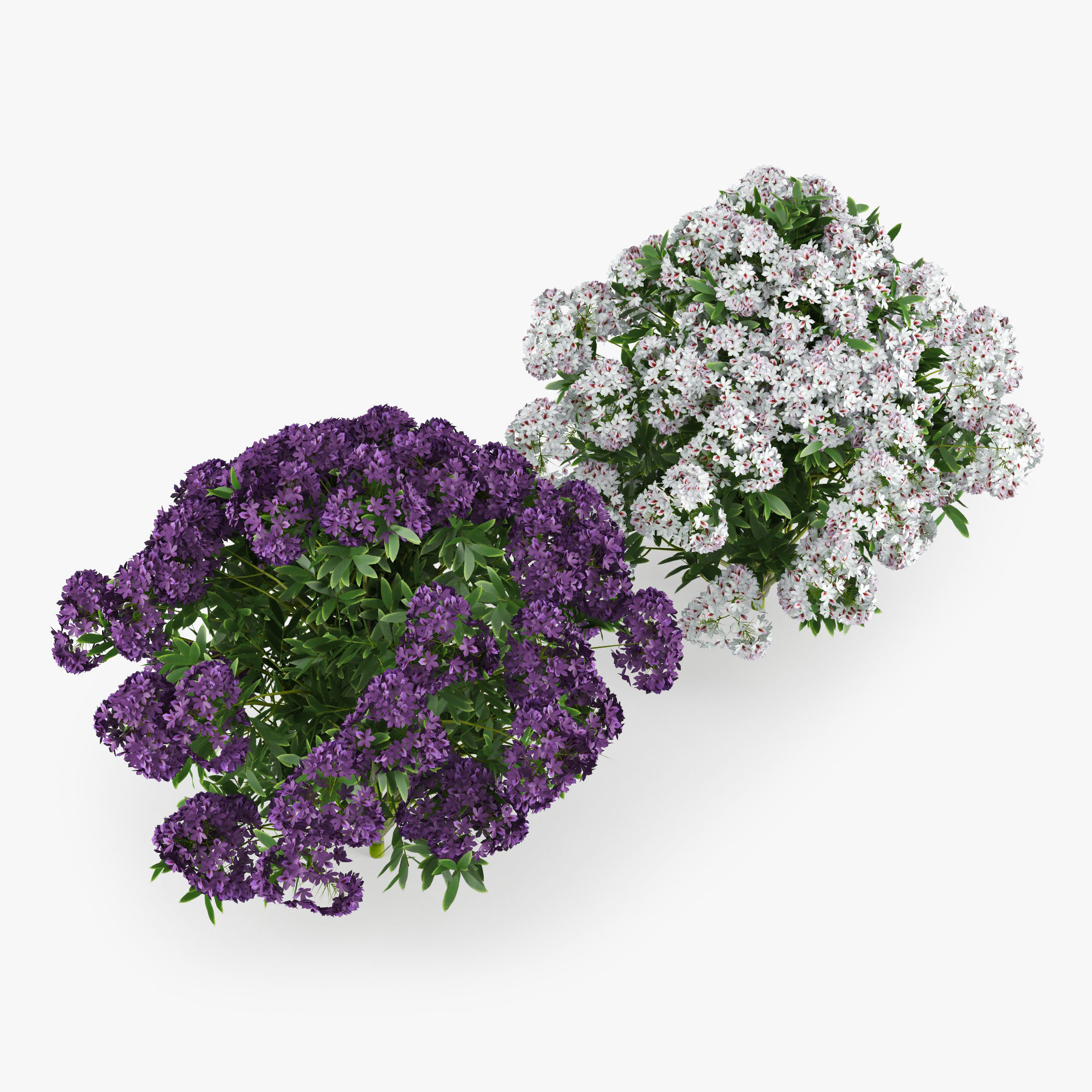 Rhododendron two flowers 3D model_1