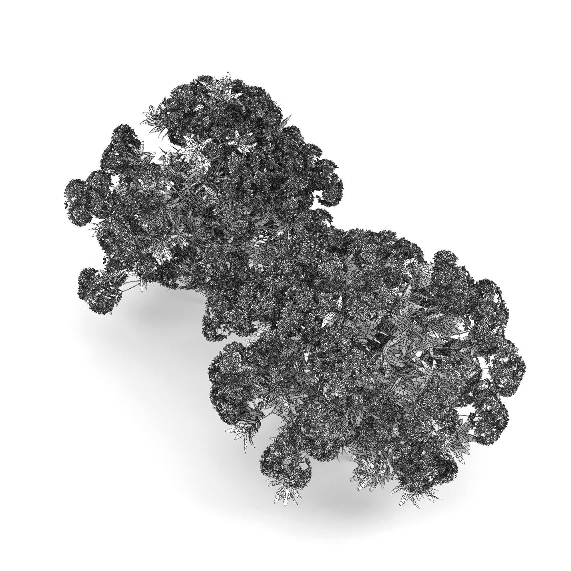 Rhododendron two flowers 3D model_4