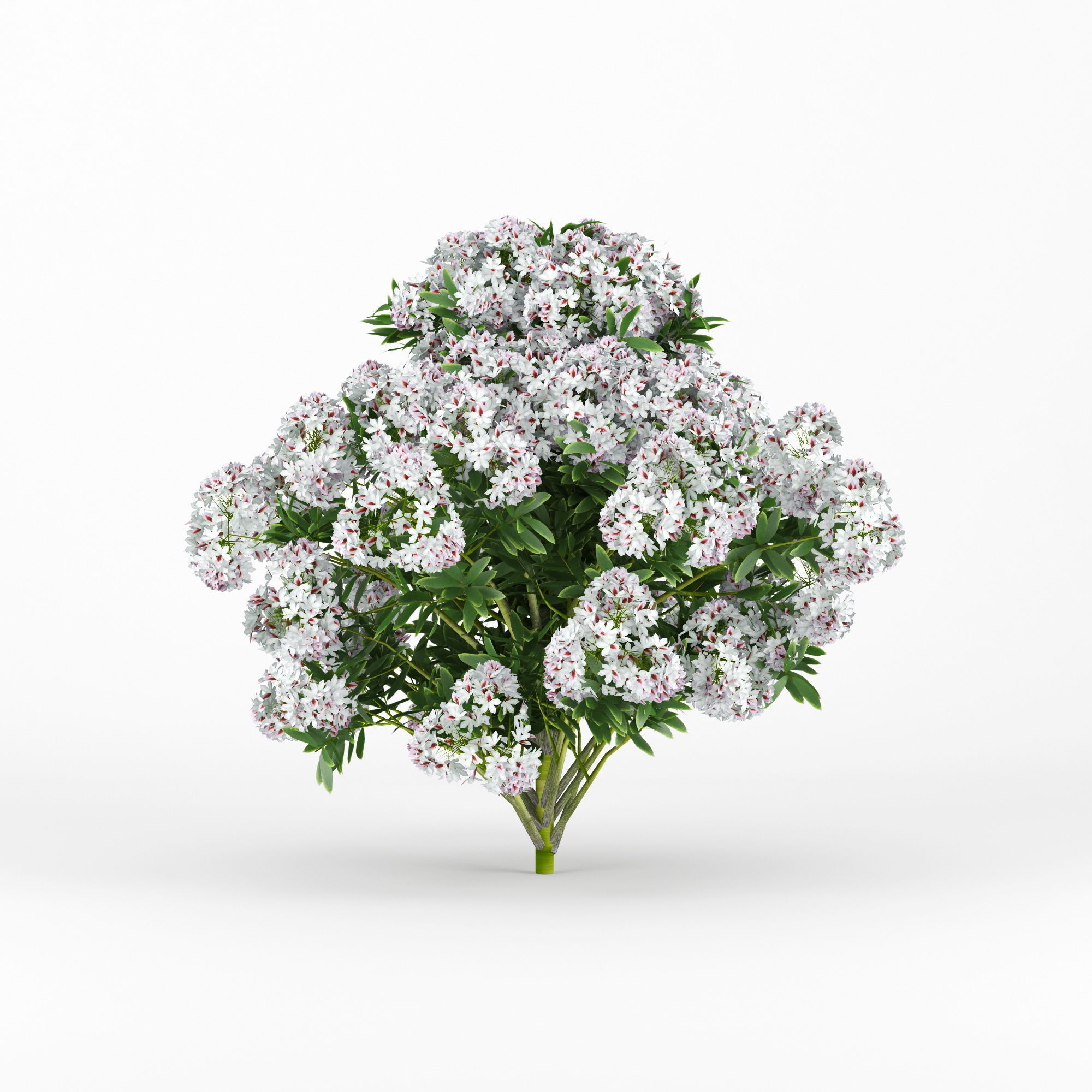 Rhododendron two flowers 3D model_3