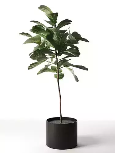 Ficus in Woven Seagrass Basket VR