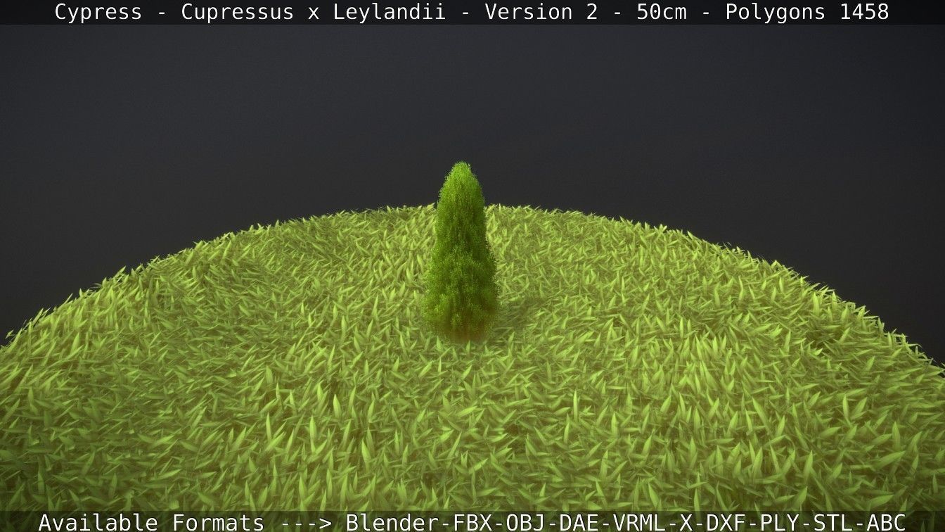 Low-Poly Cypress - Cupressus x Leylandii - Version 2 - 50cm 3D model_75