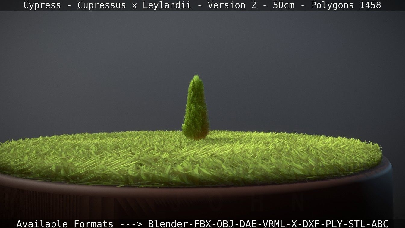 Low-Poly Cypress - Cupressus x Leylandii - Version 2 - 50cm 3D model_88