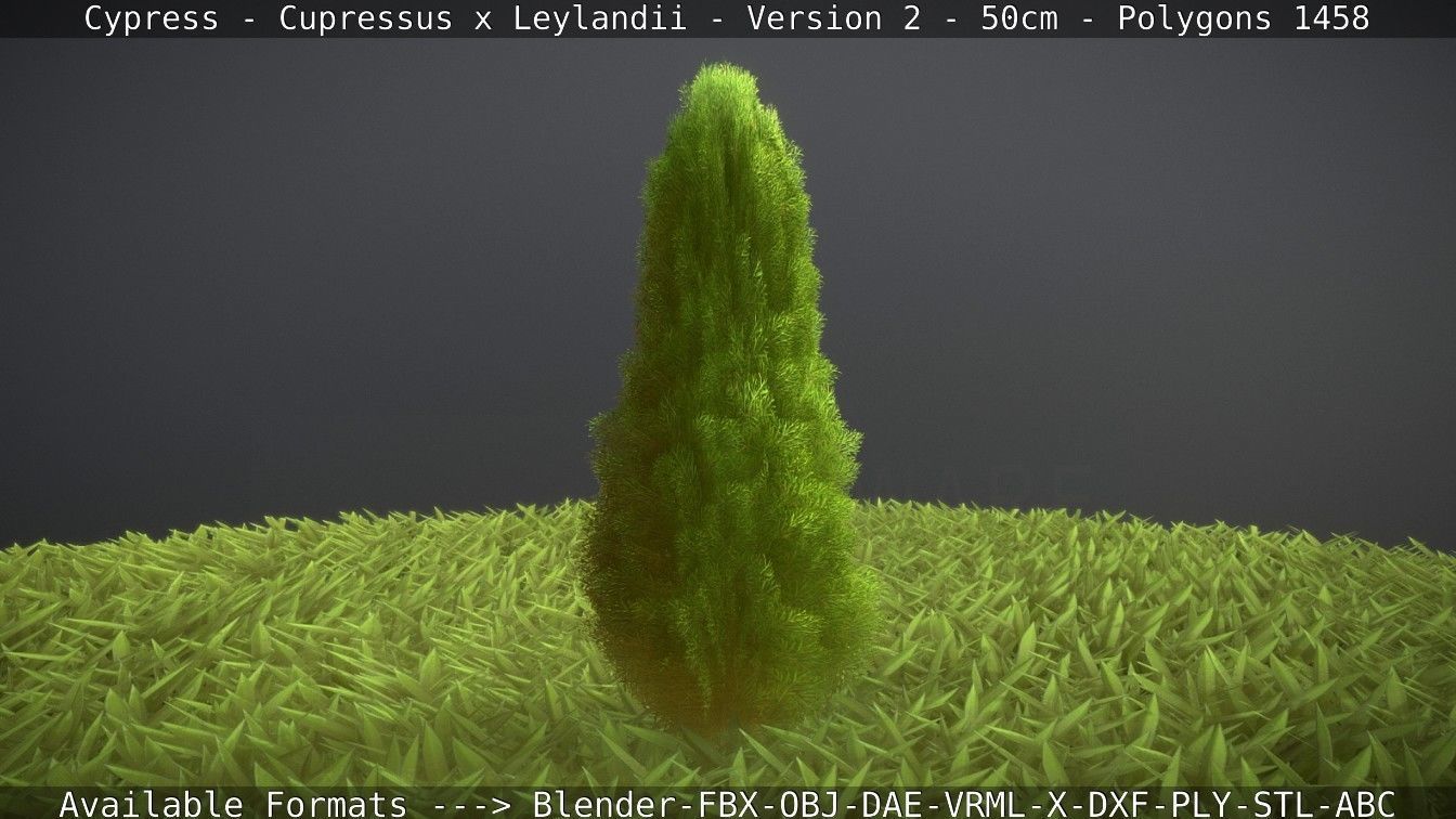 Low-Poly Cypress - Cupressus x Leylandii - Version 2 - 50cm 3D model_10