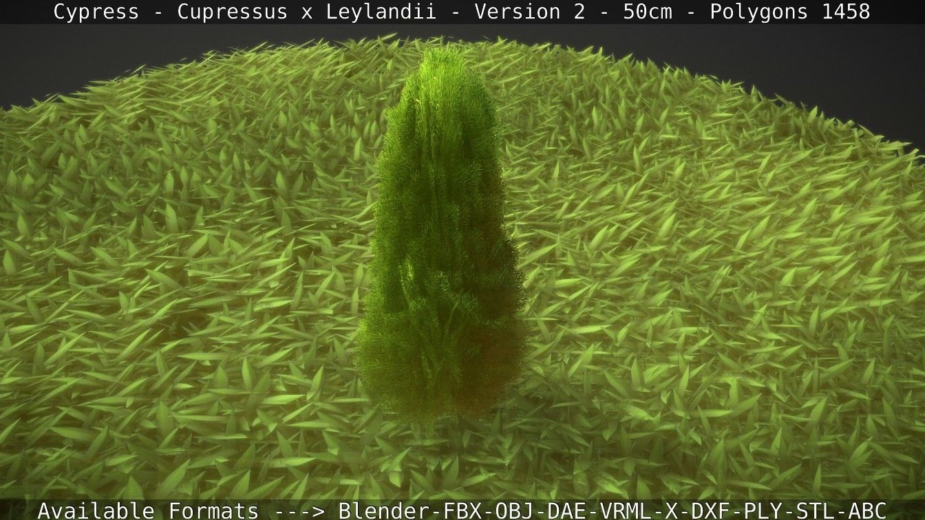 Low-Poly Cypress - Cupressus x Leylandii - Version 2 - 50cm 3D model_51