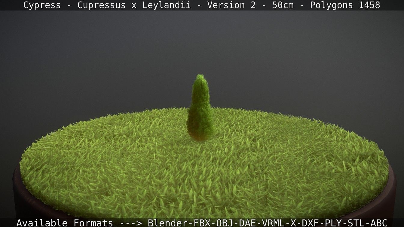 Low-Poly Cypress - Cupressus x Leylandii - Version 2 - 50cm 3D model_100
