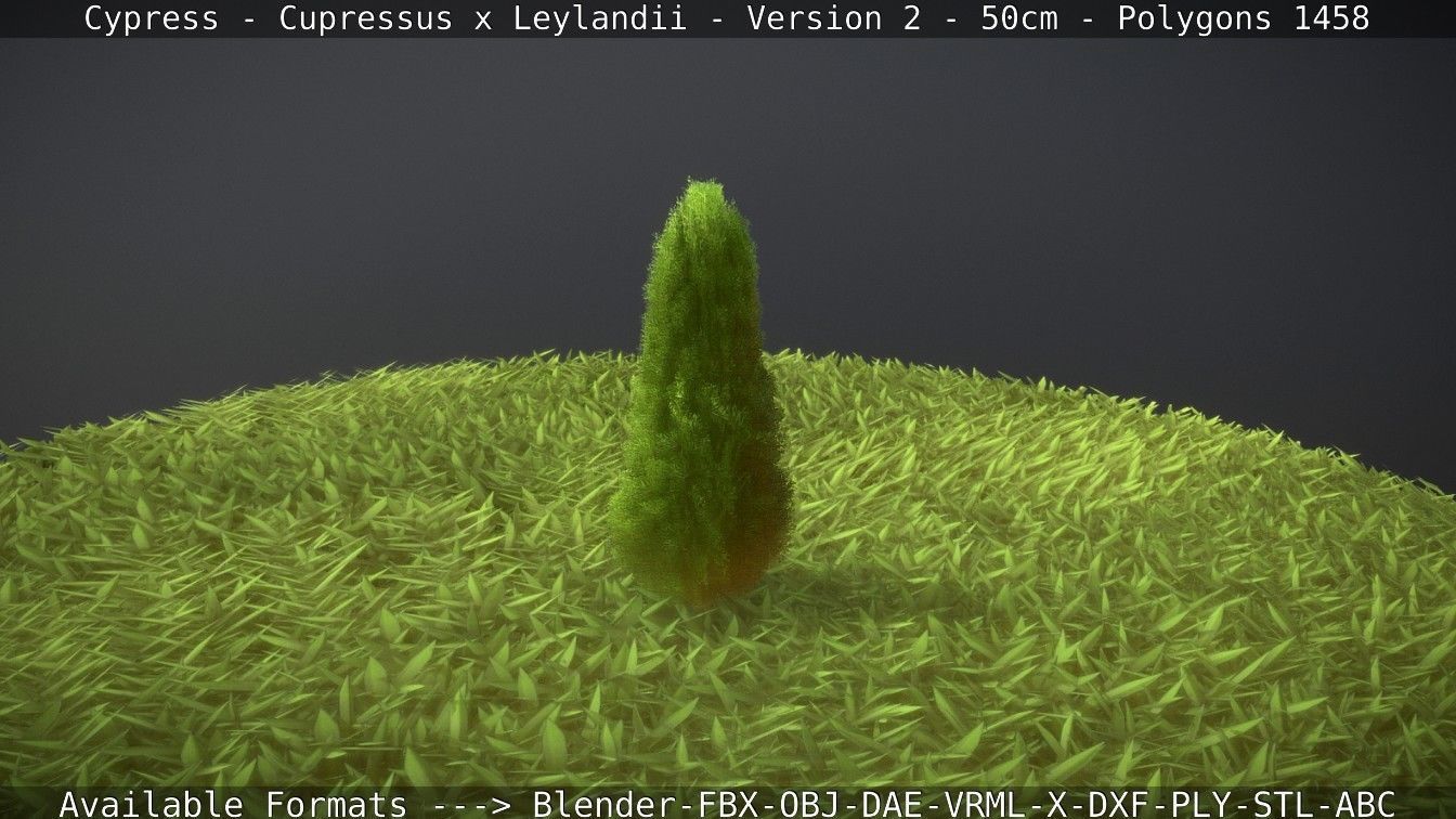 Low-Poly Cypress - Cupressus x Leylandii - Version 2 - 50cm 3D model_69
