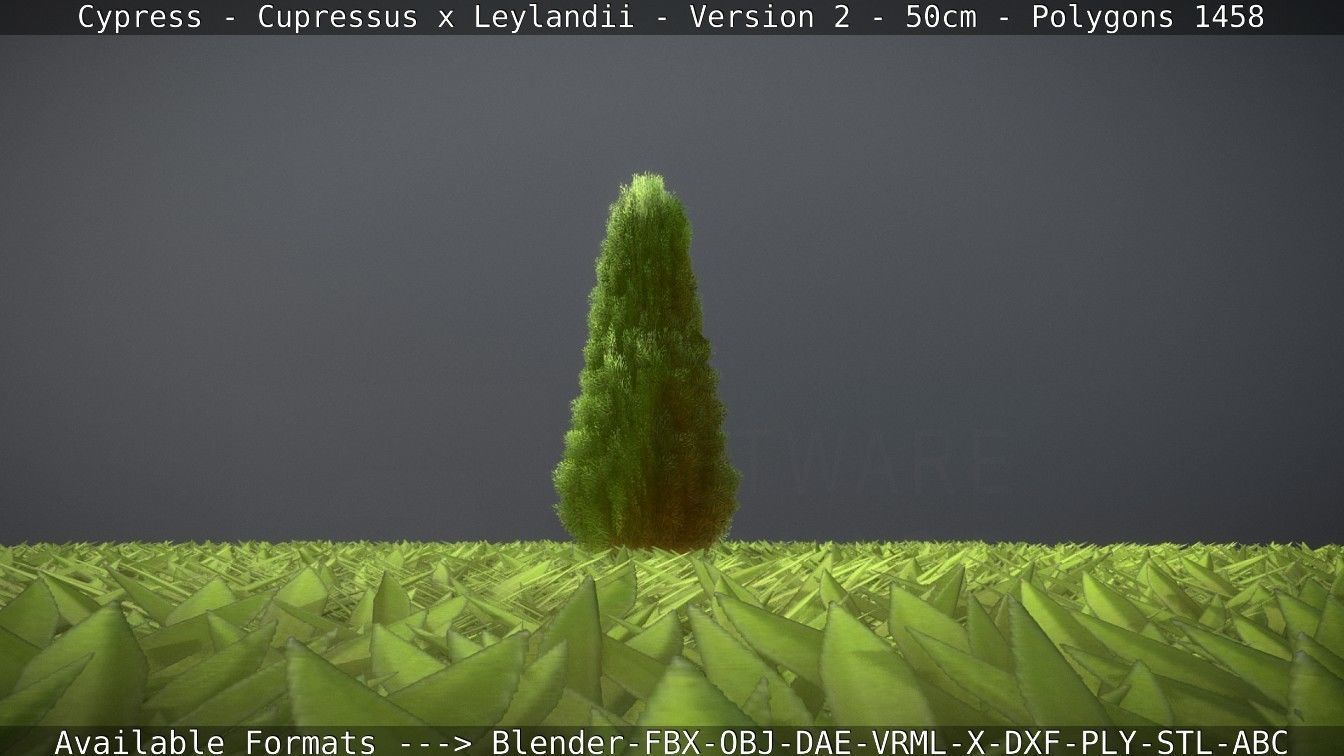Low-Poly Cypress - Cupressus x Leylandii - Version 2 - 50cm 3D model_56