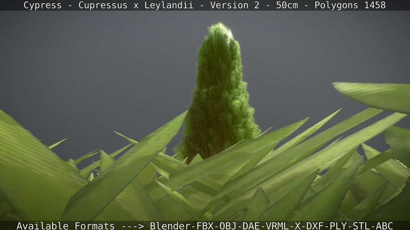 Low-Poly Cypress - Cupressus x Leylandii - Version 2 - 50cm 3D model_106