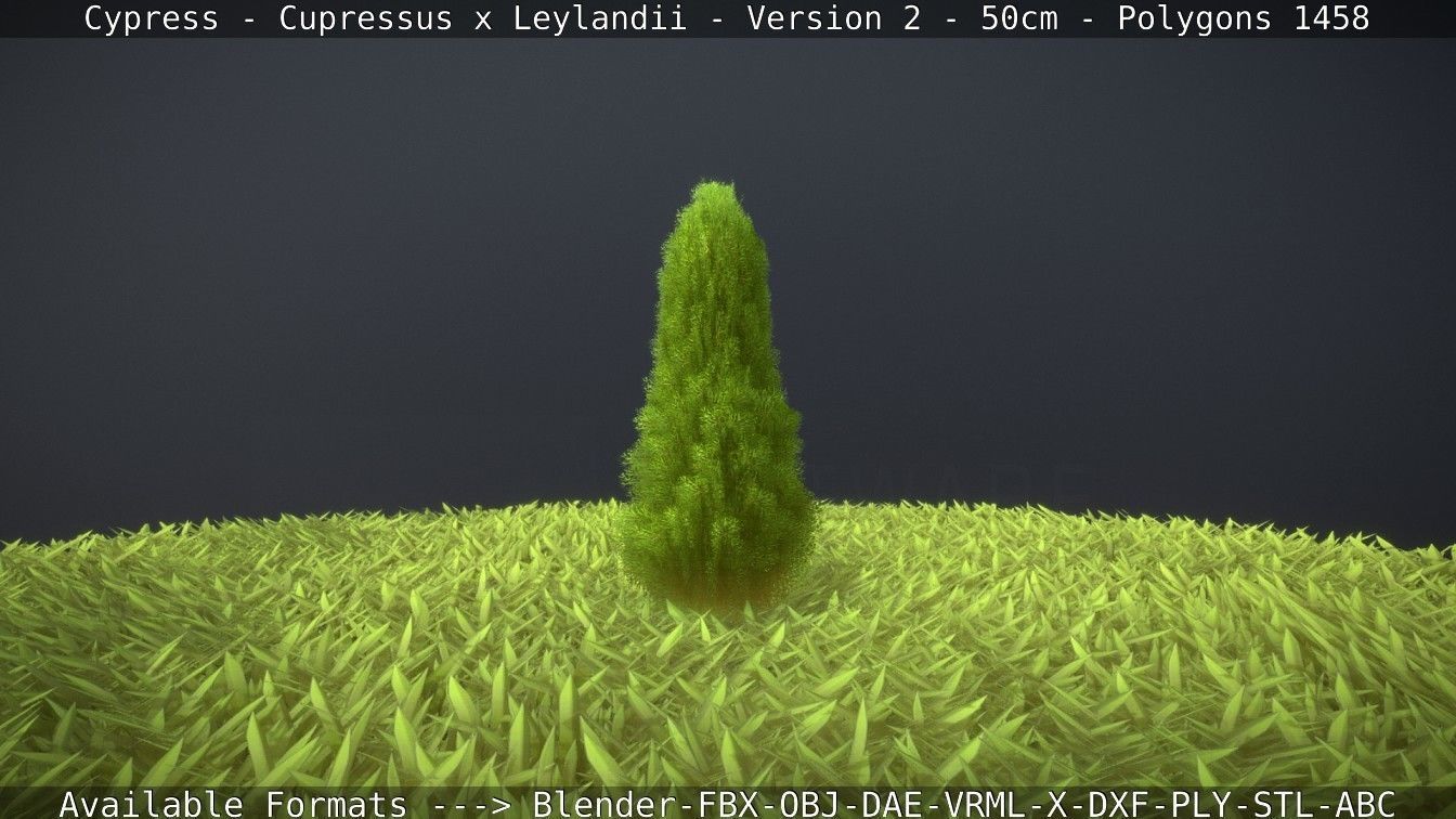 Low-Poly Cypress - Cupressus x Leylandii - Version 2 - 50cm 3D model_65