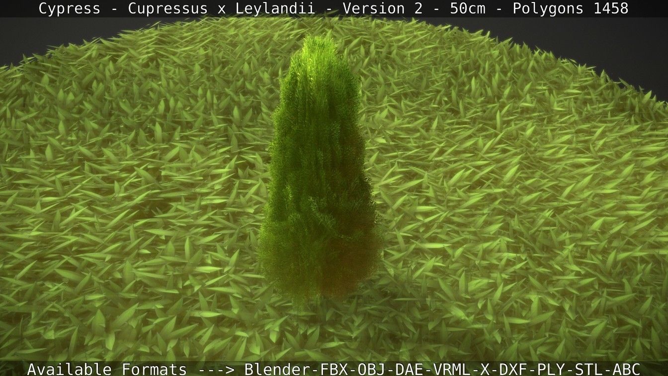 Low-Poly Cypress - Cupressus x Leylandii - Version 2 - 50cm 3D model_50
