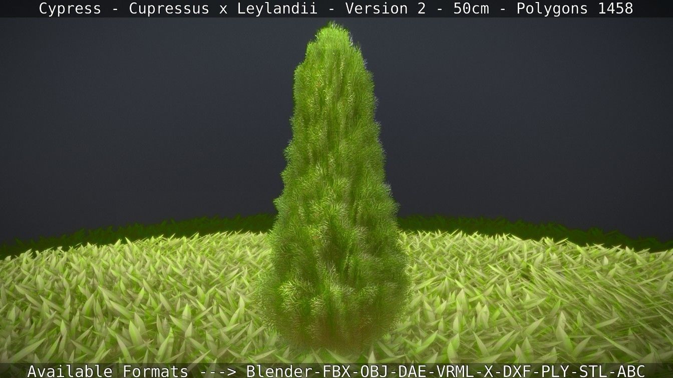 Low-Poly Cypress - Cupressus x Leylandii - Version 2 - 50cm 3D model_31