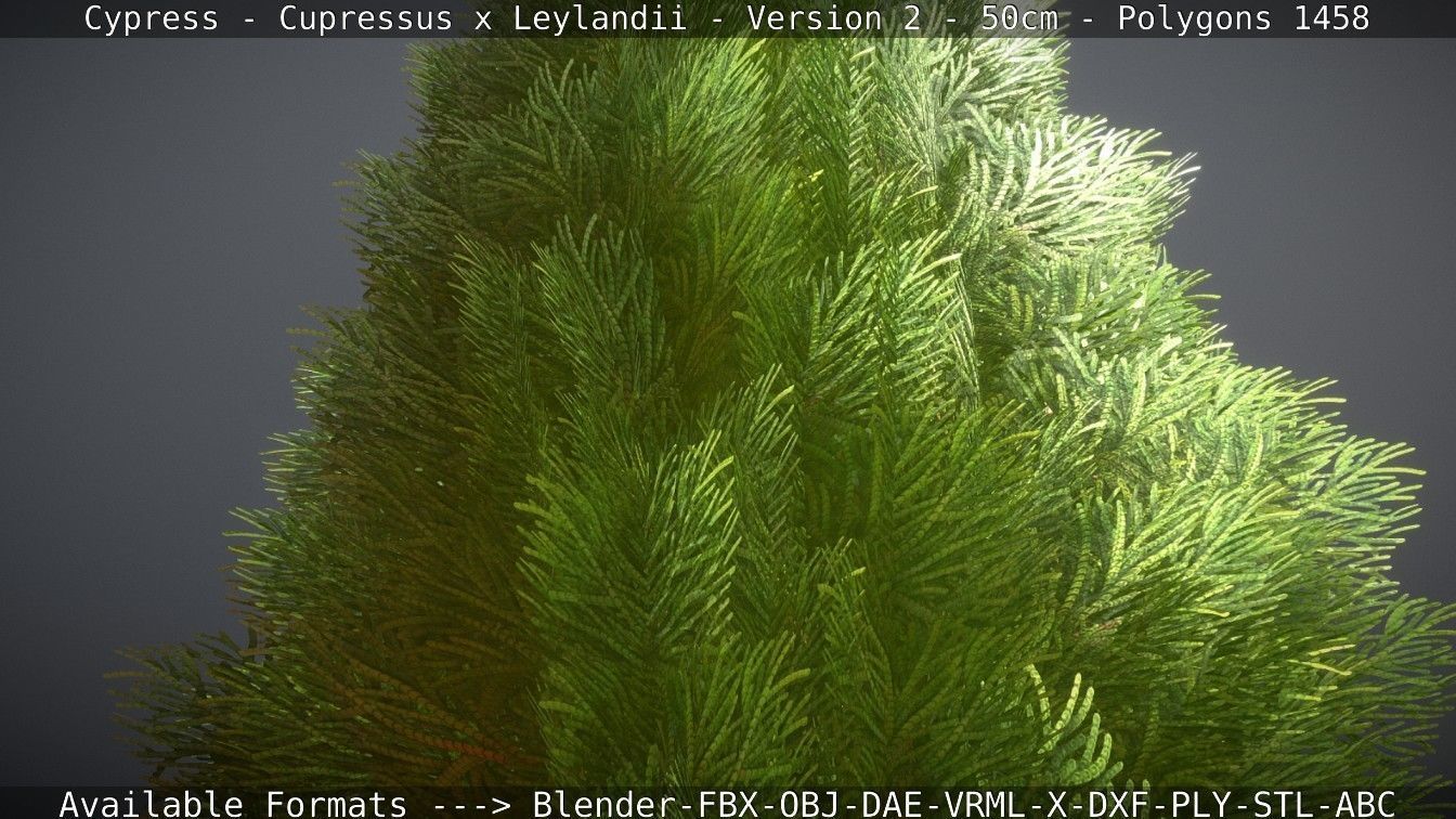 Low-Poly Cypress - Cupressus x Leylandii - Version 2 - 50cm 3D model_22