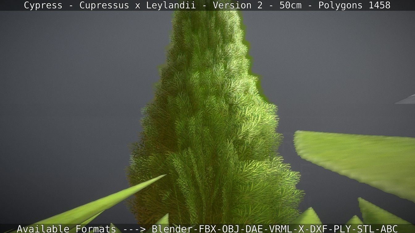 Low-Poly Cypress - Cupressus x Leylandii - Version 2 - 50cm 3D model_113
