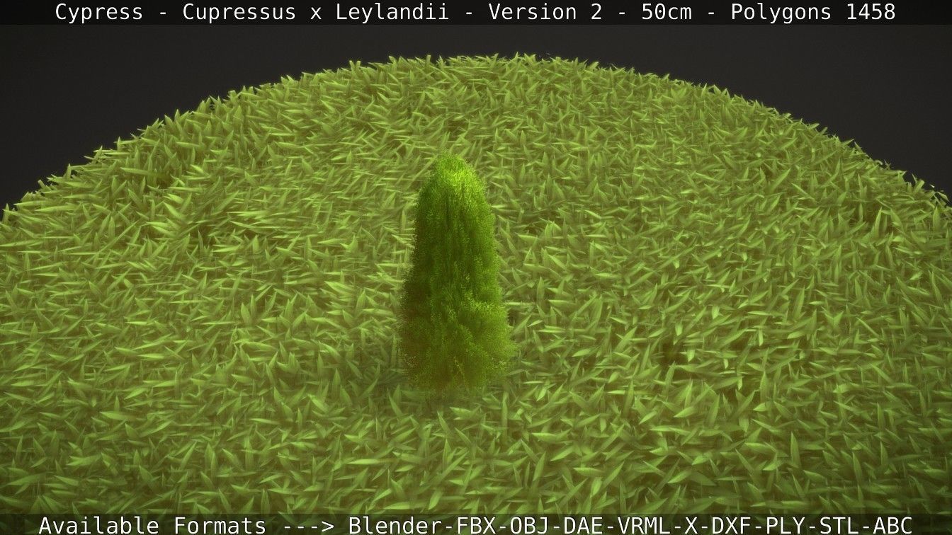 Low-Poly Cypress - Cupressus x Leylandii - Version 2 - 50cm 3D model_11